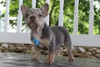 AKC Hank, a male French Bulldog for sale in Massillon, OH – 8 of 8