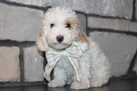 Akc Jenna, a female Poodle - Miniature  for sale in Massillon, OH – 4 of 9