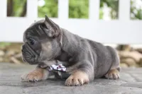 AKC Zoe, a female French Bulldog for sale in Massillon, OH – 9 of 9