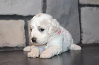 AKC Lucy, a female Miniature Goldendoodle for sale in Massillon, OH – 5 of 10