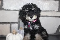 AKC Fifi, a female Poodle - Miniature  for sale in Massillon, OH – 3 of 10