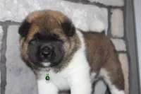 AKC Bear, a male Akita for sale in Massillon, OH – 7 of 10