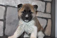 Akc Juno, a female Akita for sale in Massillon, OH – 3 of 7