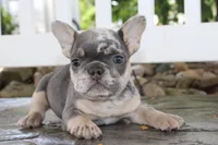 AKC Sadi, a female French Bulldog for sale in Massillon, OH – 9 of 10