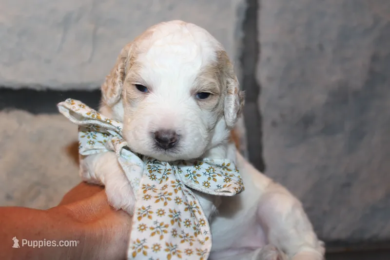 Mini Luna – Miniature Goldendoodle puppy for sale in Massillon, OH