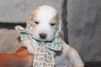 Mini Luna, a female Miniature Goldendoodle for sale in Massillon, OH – 1 of 6