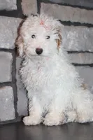 AKC Sadie, a female Poodle - Miniature  for sale in Massillon, OH – Photo 3 of 8