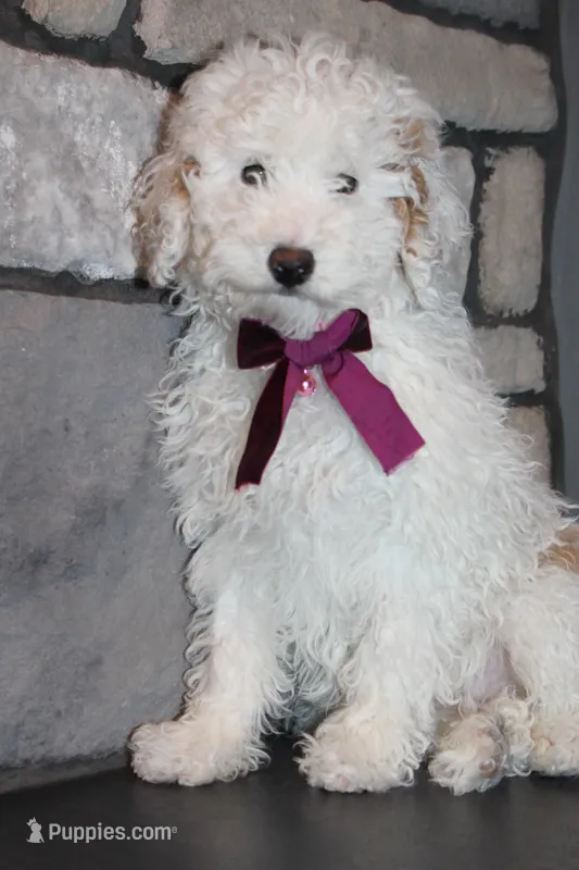 AKC Sadie – Poodle - Miniature  puppy for sale in Massillon, OH