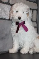AKC Sadie, a female Poodle - Miniature  for sale in Massillon, OH – Photo 1 of 8