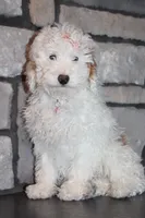 AKC Sadie, a female Poodle - Miniature  for sale in Massillon, OH – Photo 2 of 8