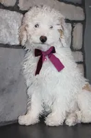 AKC Sadie, a female Poodle - Miniature  for sale in Massillon, OH – Photo 7 of 8