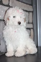 AKC Sadie, a female Poodle - Miniature  for sale in Massillon, OH – Photo 4 of 8