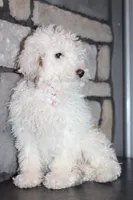 AKC Sadie, a female Poodle - Miniature  for sale in Massillon, OH – Photo 5 of 8