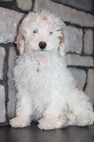 AKC Sadie, a female Poodle - Miniature  for sale in Massillon, OH – Photo 6 of 8