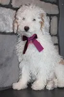 AKC Sadie, a female Poodle - Miniature  for sale in Massillon, OH – Photo 8 of 8