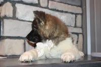 Akc Juno, a female Akita for sale in Massillon, OH – 2 of 10