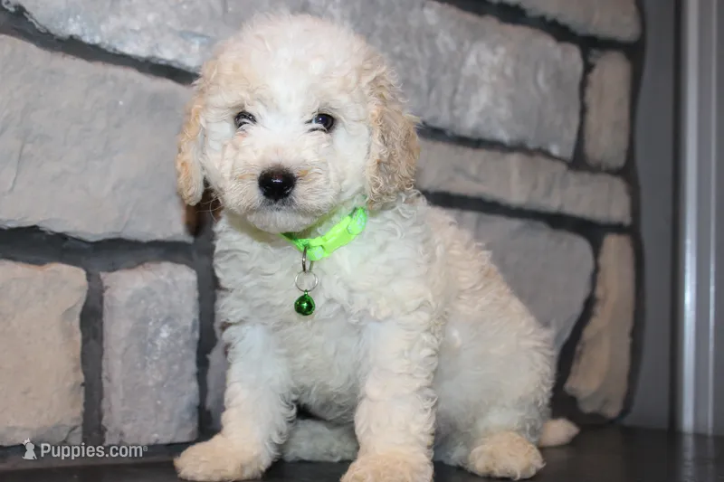 Mini Ziggy – Miniature Goldendoodle puppy for sale in Massillon, OH