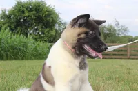 AKC Molly , a female Akita for sale in Massillon, OH – 5 of 9
