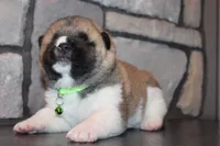 AKC Milo, a male Akita for sale in Massillon, OH – 9 of 10
