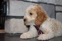 Mini B, a male Miniature Goldendoodle for sale in Massillon, OH – 7 of 8