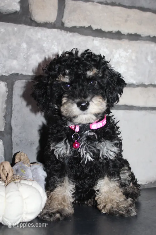 AKC Fifi – Poodle - Miniature  puppy for sale in Massillon, OH