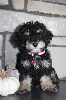 AKC Fifi, a female Poodle - Miniature  for sale in Massillon, OH – 1 of 10