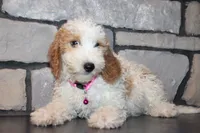 Mini Molly, a male Miniature Goldendoodle for sale in Massillon, OH – 10 of 10