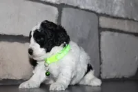 Akc Max, a male Poodle - Miniature  for sale in Massillon, OH – 3 of 5
