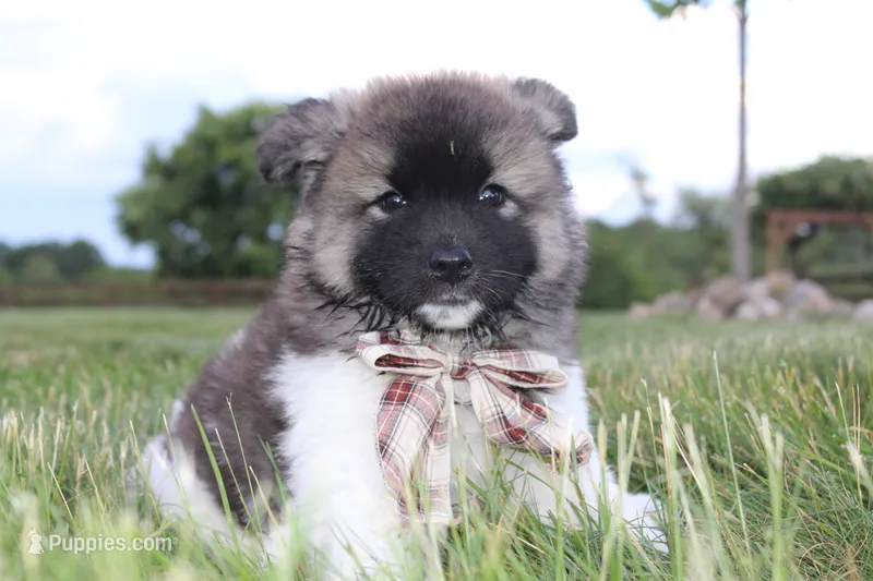 Akc Riley – Akita puppy for sale in Massillon, OH