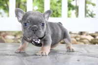 AKC Zoe, a female French Bulldog for sale in Massillon, OH – 4 of 10