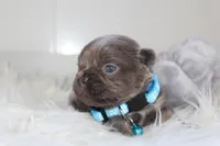 AKC Charlie, a male French Bulldog for sale in Massillon, OH – 8 of 8