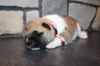 Akc Kuna, a female Akita for sale in Massillon, OH – 1 of 9