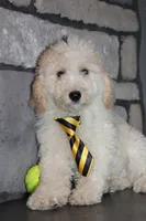 Mini Snoopy, a male Miniature Goldendoodle for sale in Massillon, OH – 8 of 9