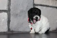 AKC Bella, a female Poodle - Miniature  for sale in Massillon, OH – 7 of 10