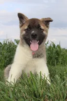 Akc Kuna, a female Akita for sale in Massillon, OH – 1 of 10