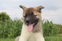 Akc Kuna, a female Akita for sale in Massillon, OH – 5 of 10