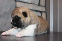 AKC Milo, a male Akita for sale in Massillon, OH – 4 of 10