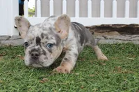AKC Fifi, a female French Bulldog for sale in Massillon, OH – 5 of 6
