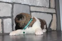 Akc Kipper, a male Akita for sale in Massillon, OH – Photo 6 of 9