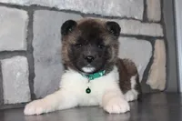 Akc Kipper, a male Akita for sale in Massillon, OH – Photo 2 of 9