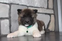 Akc Kipper, a male Akita for sale in Massillon, OH – Photo 8 of 9