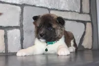 Akc Kipper, a male Akita for sale in Massillon, OH – Photo 5 of 9