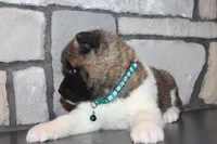 Akc Kipper, a male Akita for sale in Massillon, OH – Photo 3 of 9