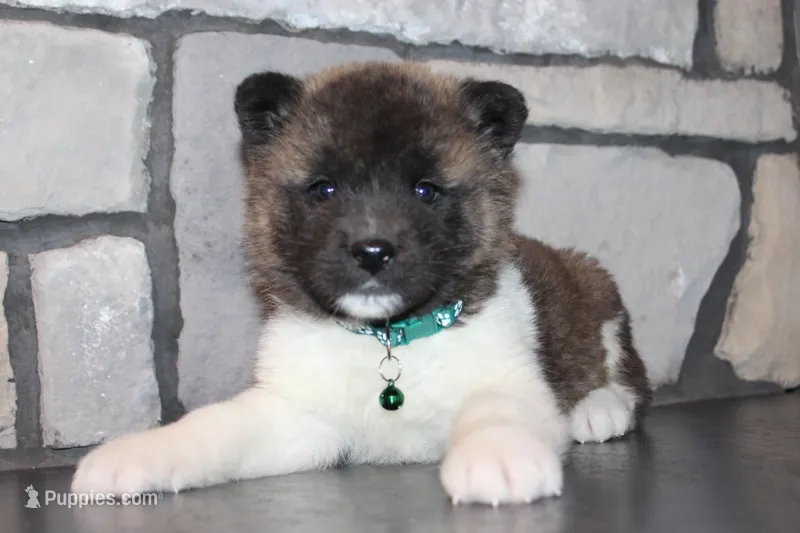 Akc Kipper – Akita puppy for sale in Massillon, OH