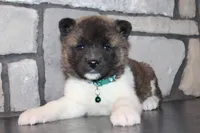 Akc Kipper, a male Akita for sale in Massillon, OH – Photo 1 of 9