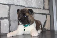 Akc Kipper, a male Akita for sale in Massillon, OH – Photo 9 of 9