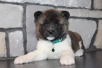 Akc Kipper, a male Akita for sale in Massillon, OH – Photo 4 of 9