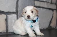 AKC Barlow, a male Poodle - Miniature  for sale in Massillon, OH – 3 of 6