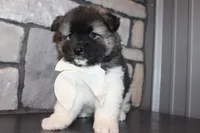 Akc Riley, a female Akita for sale in Massillon, OH – 2 of 10