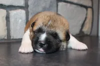 AKC Bear, a male Akita for sale in Massillon, OH – 3 of 6